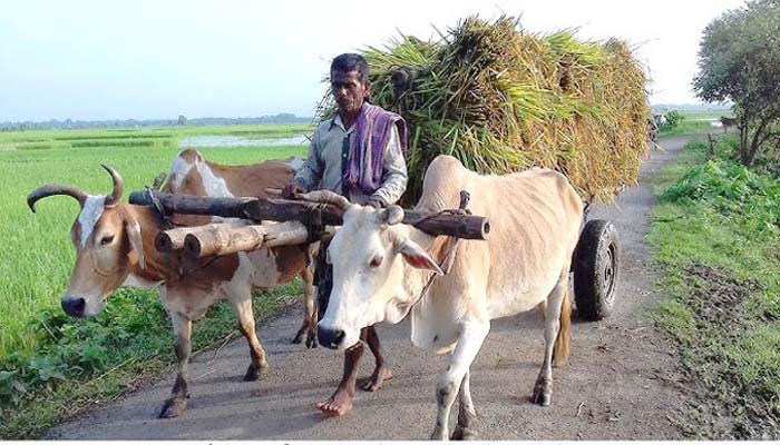 গ্রামবাংলার ঐতিহ্যবাহী গরুর গাড়ি, সময়ের বিবর্তনে হারিয়ে যাচ্ছে একসময়ের জনপ্রিয় বাহন
